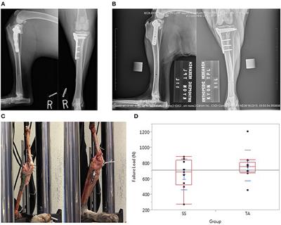 Biomechanical Comparison of Tibial Plateau Leveling Osteotomy Performed With a Novel Titanium Alloy Locking Plate Construct vs. an Established Stainless-Steel Locking Plate Construct